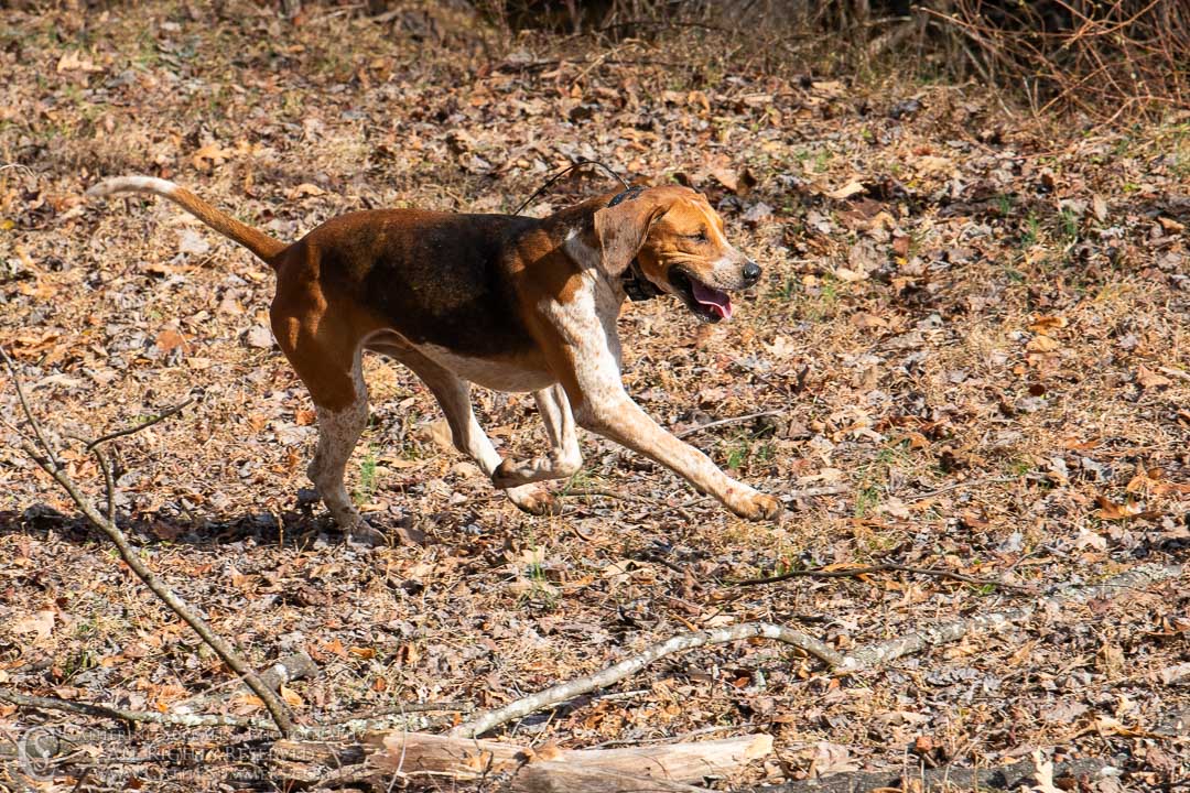 20191207_341: hound, Rolling Rock