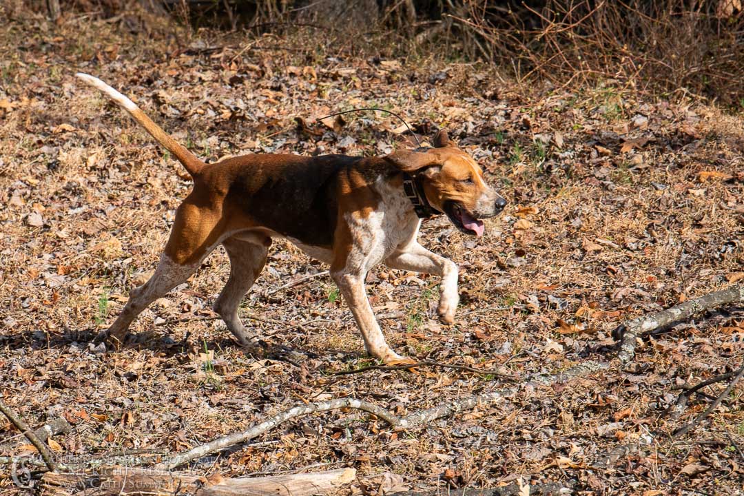 20191207_342: hound, Rolling Rock