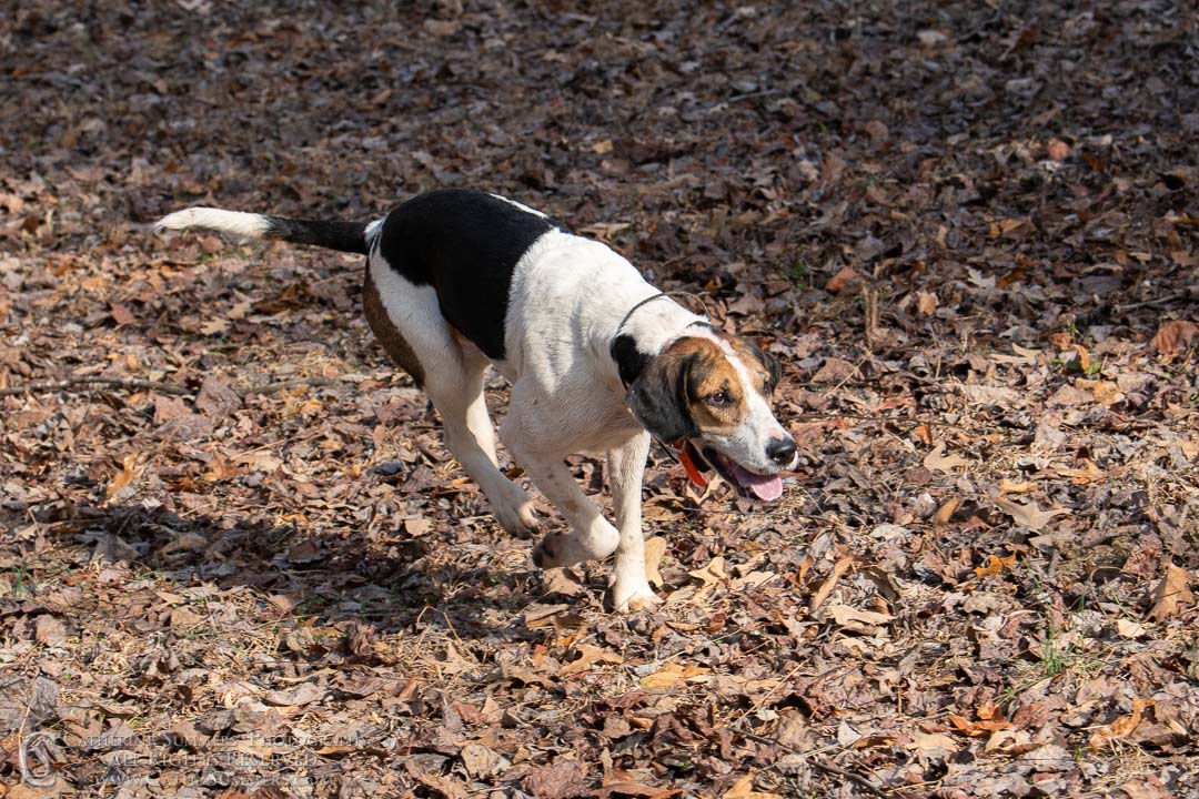 20191207_343: hound, Rolling Rock