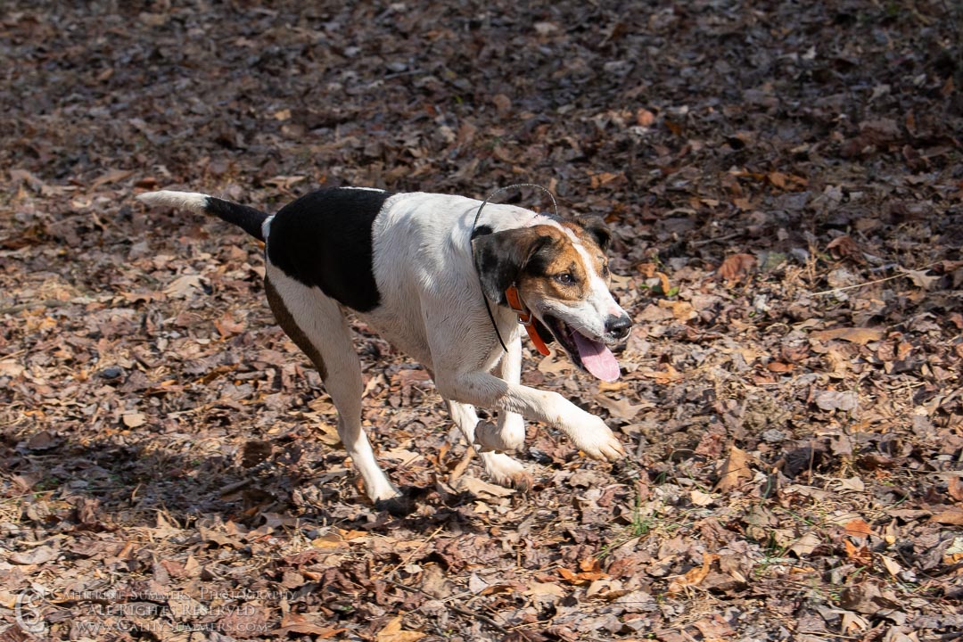 20191207_344: hound, Rolling Rock