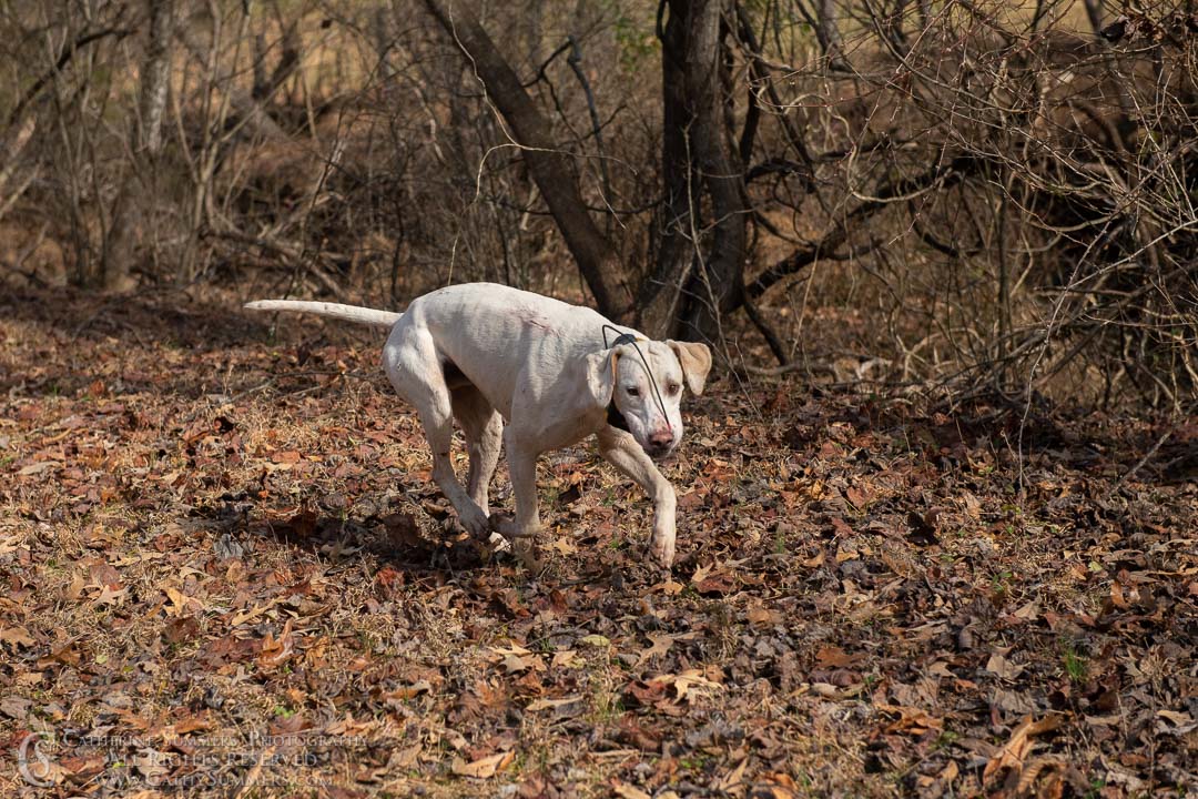 20191207_345: hound, Rolling Rock