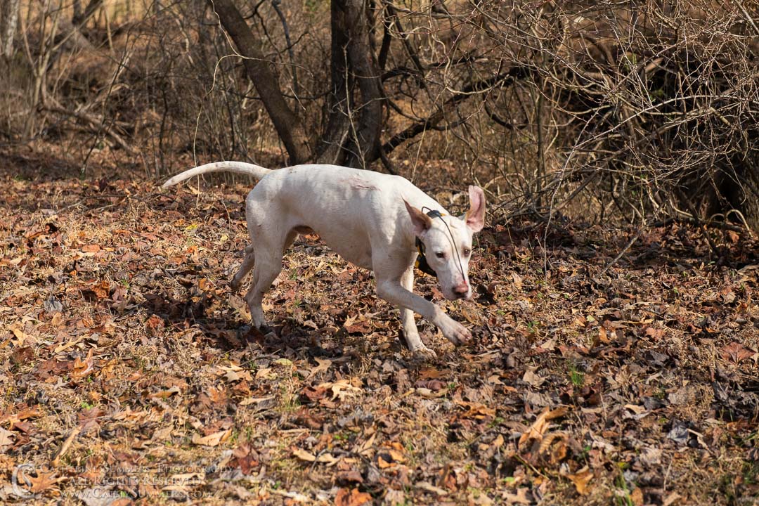 20191207_346: hound, Rolling Rock