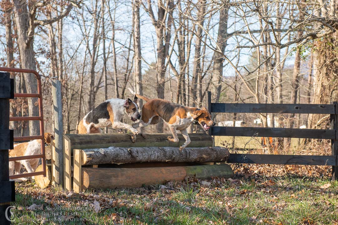 20191207_376: jumping, hounds, logs