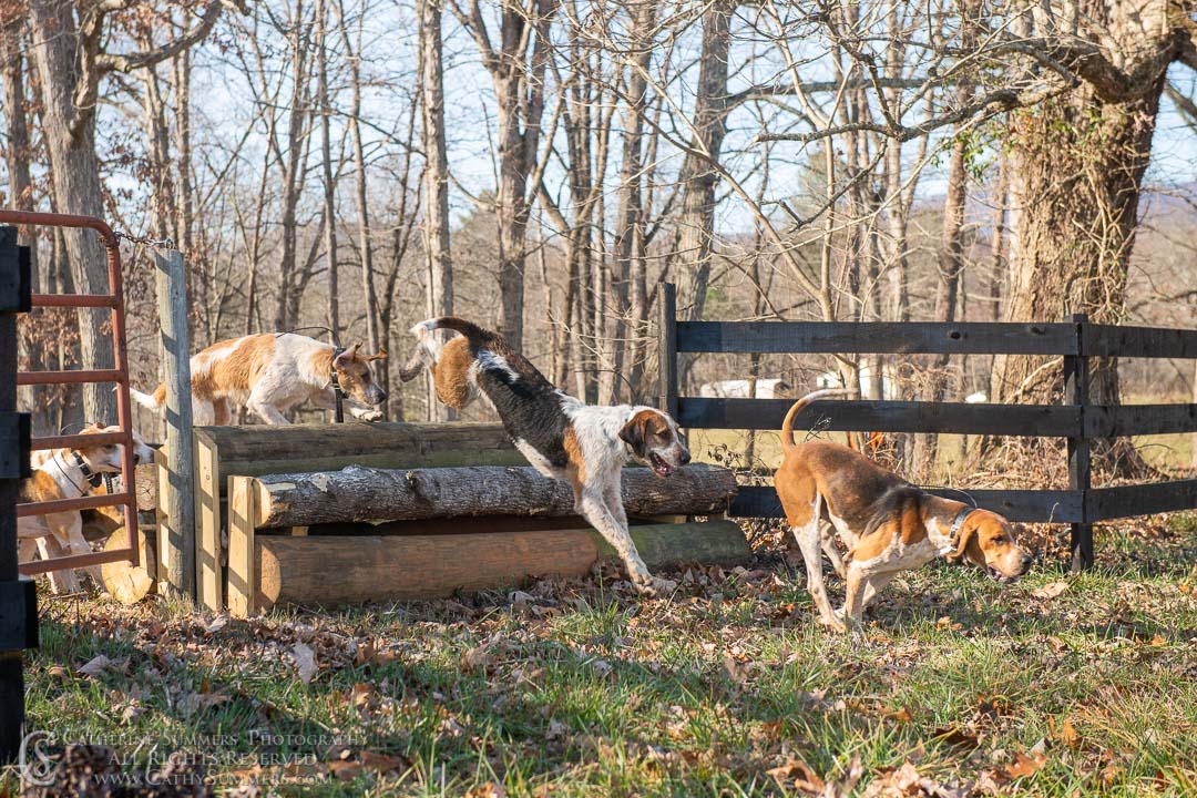 20191207_378: jumping, hounds, logs