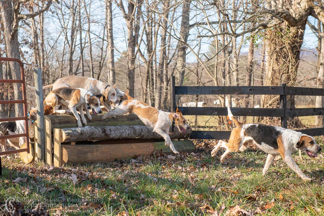 20191207_379: jumping, hounds, logs