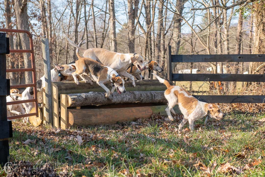 20191207_380: jumping, hounds, logs