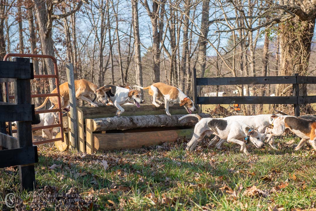 20191207_382: jumping, hounds, logs