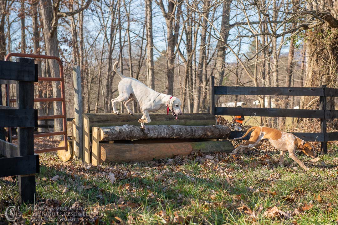 20191207_386: jumping, hounds, logs