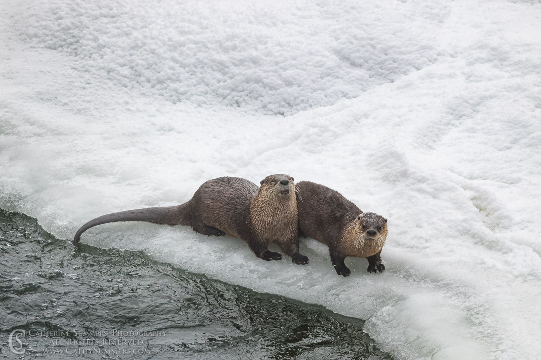 Otters on the Ice - Yellowstone River Above the Falls