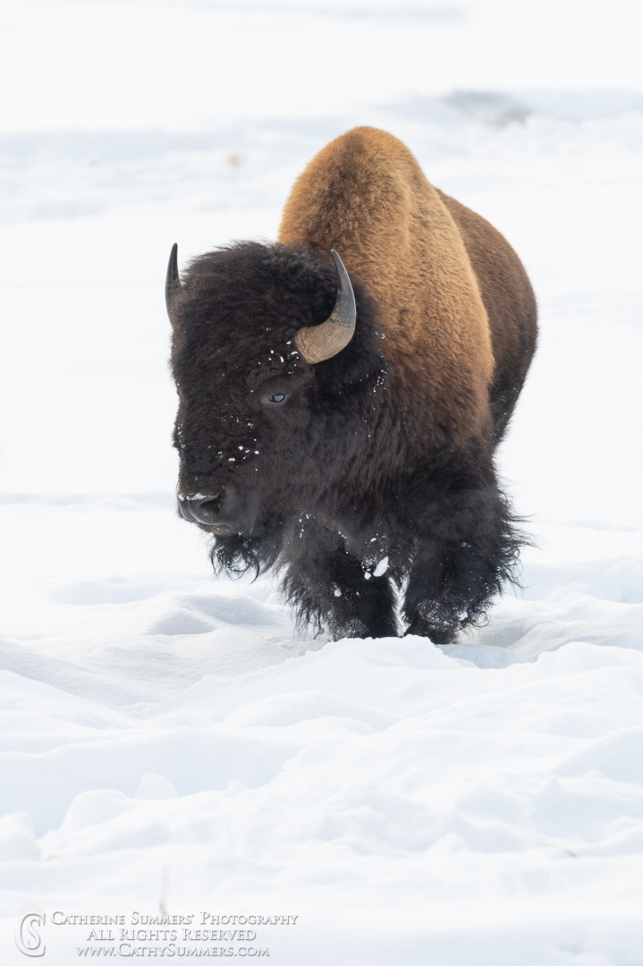 20191229_215: vertical, winter, snow, buffalo, bison, Hayden Valley, Dragon's Mount Spring