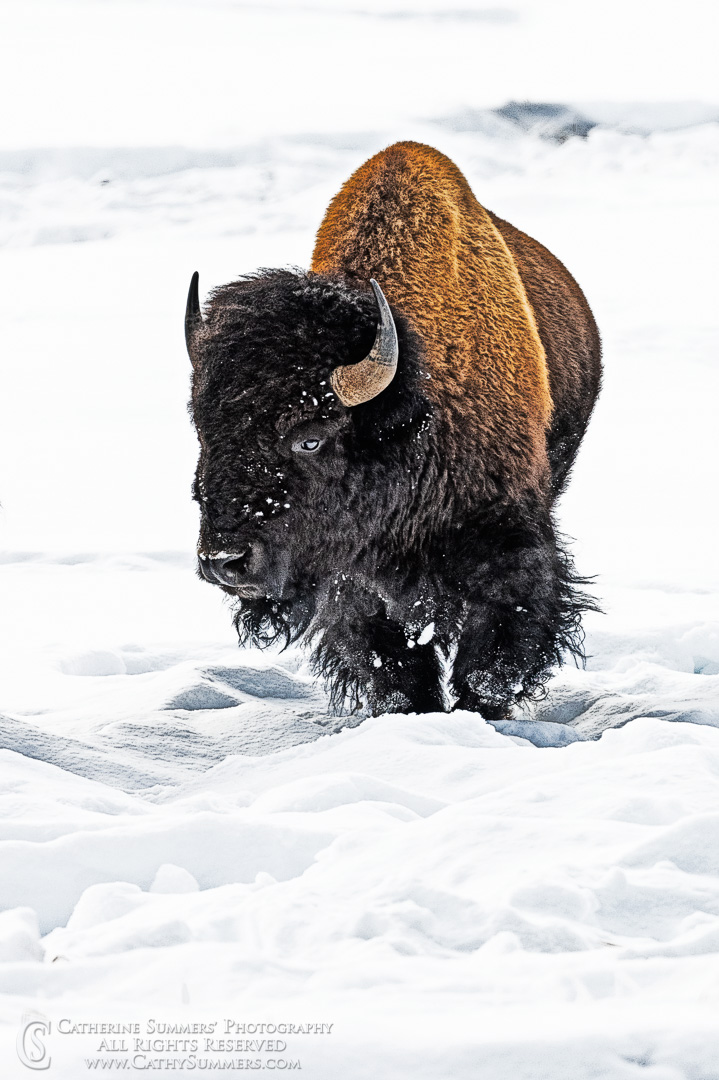 20191229_215_HDR: vertical, winter, snow, buffalo, bison, Hayden Valley, Dragon's Mount Spring