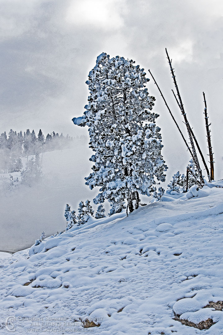 Rime Ice Covered Tree at Mud Volcano - HDR Effect