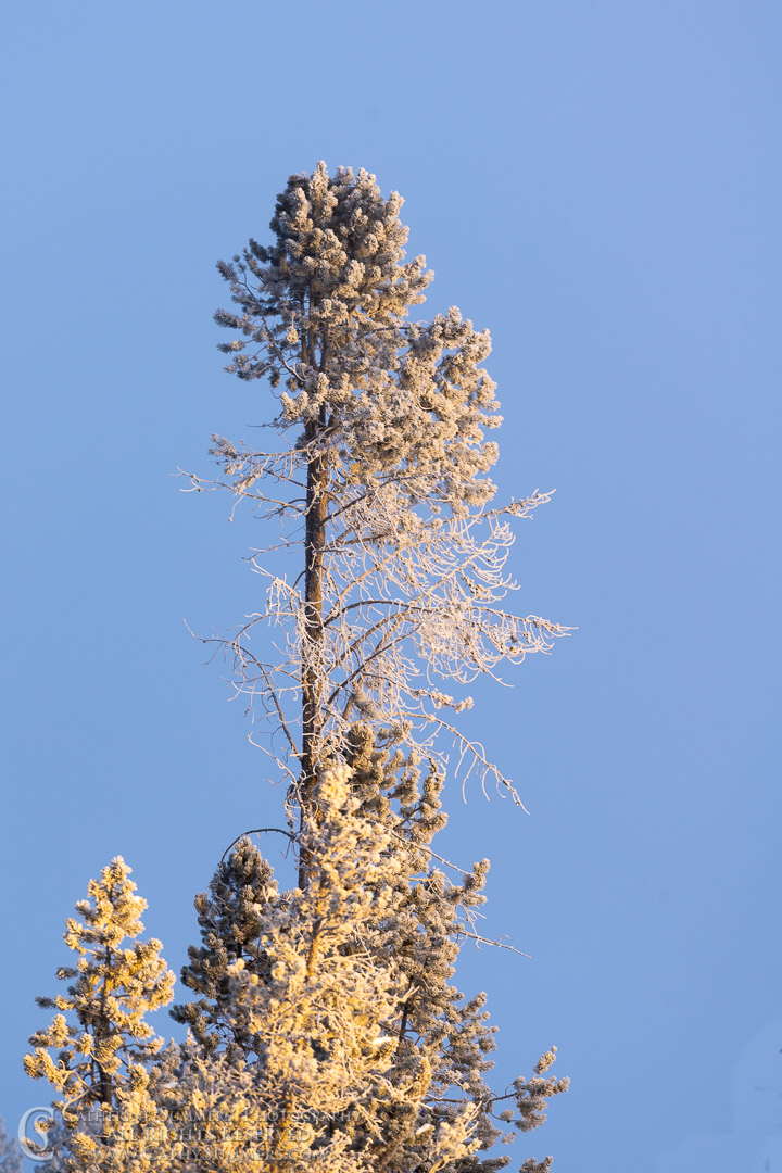 20191230_004: winter, snow, sunlight, pine tree, rime ice