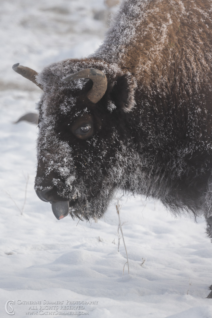 20191230_067: vertical, winter, snow, ice, buffalo, bison