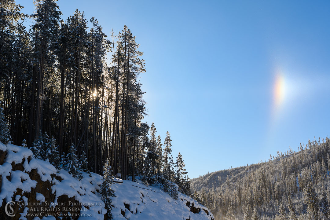 20191230_085: horizontal, tree, winter, snow, Yellowstone National Park, sun, sun dogs
