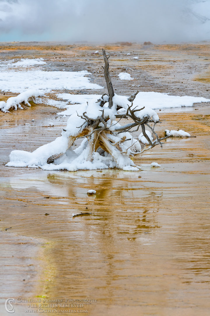 20191231_121: vertical, reflection, tree, winter, snow, Fountain Paint Pots