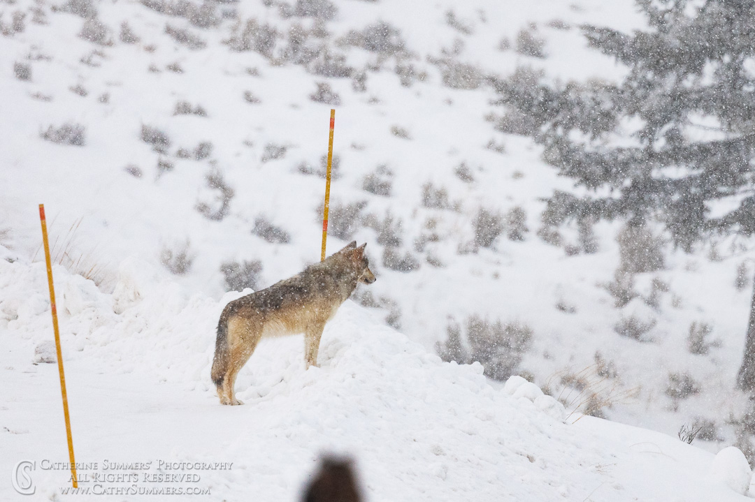 20200101_152: winter, snow, Lamar Valley, wolf