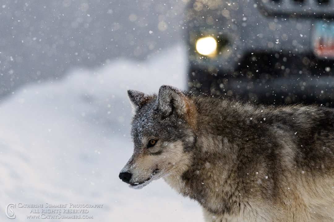 20200101_189: winter, snow, Lamar Valley, wolf