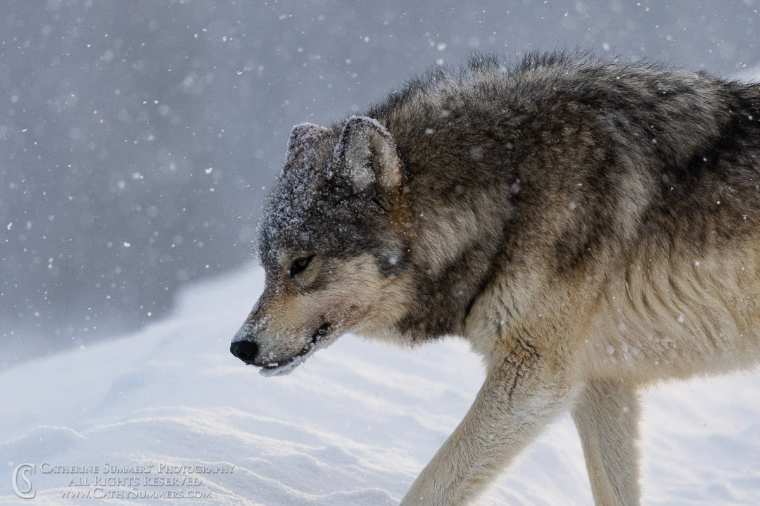 20200101_190: winter, snow, Lamar Valley, wolf