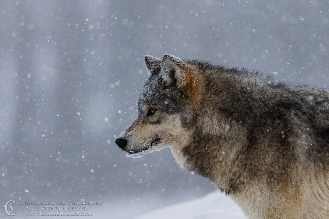 20200101_193: winter, snow, Lamar Valley, wolf