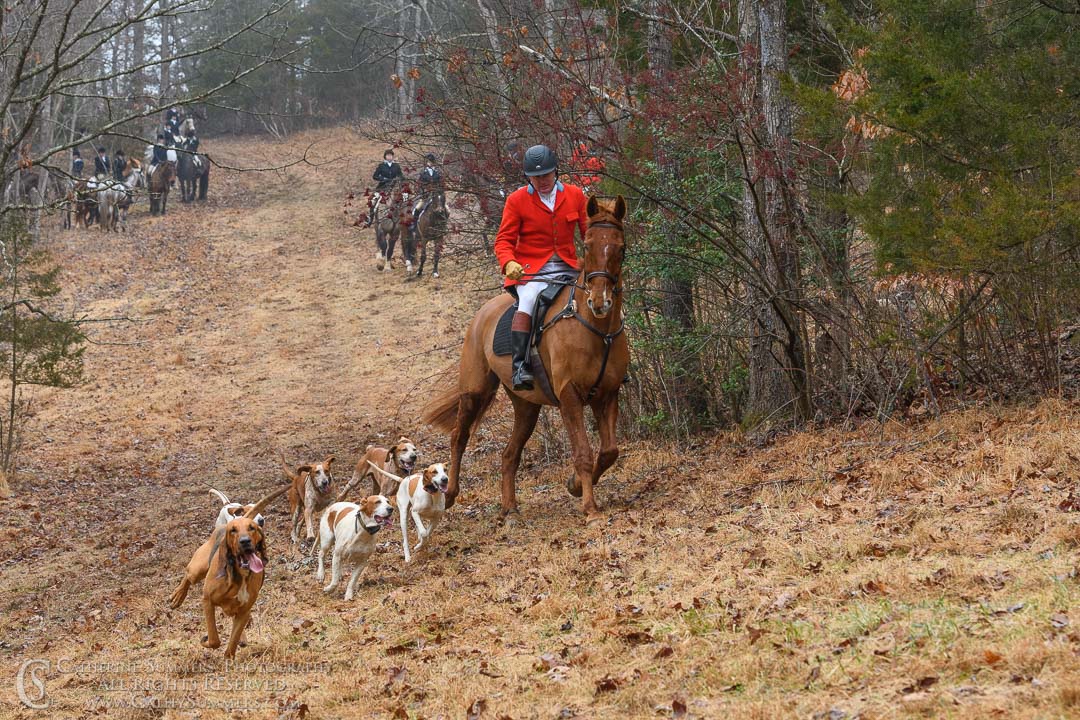 20200201_280: Huntsman, hound, Matthew Cook, fox hounds