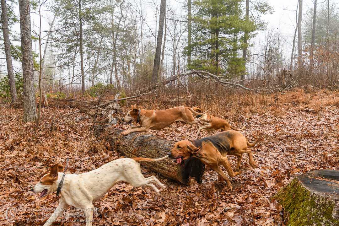 20200201_371: hound, fox hounds