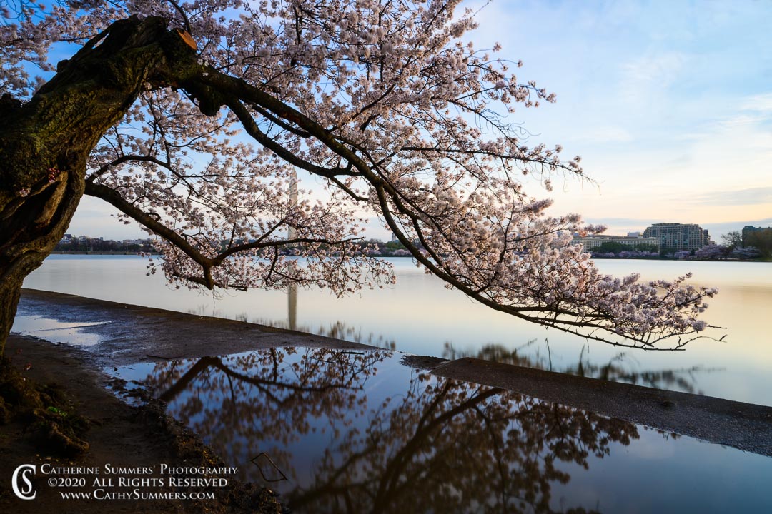 Cherry Tree in Bloom at the Tidal Basin in the Early Morning