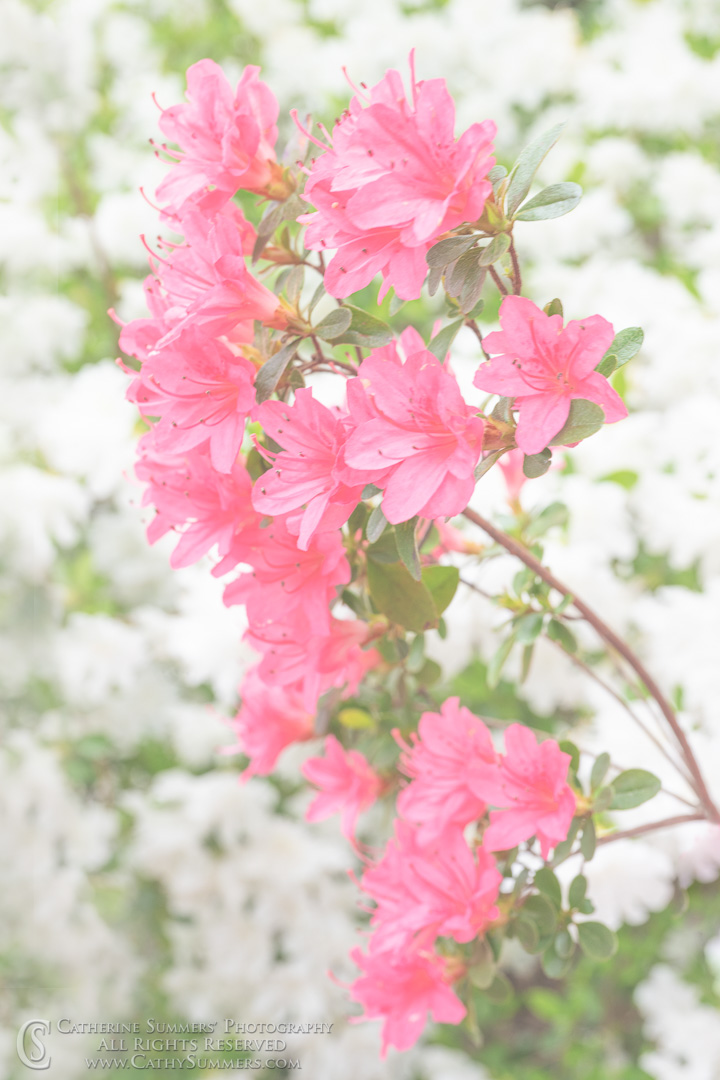Pink Azalea on White - Orton Effect