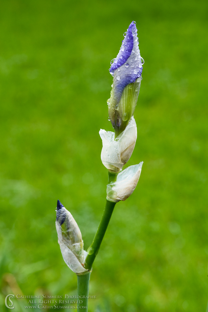 20200506_012: vertical, flowers, bearded Iris, flower, rain drops, spring flowers