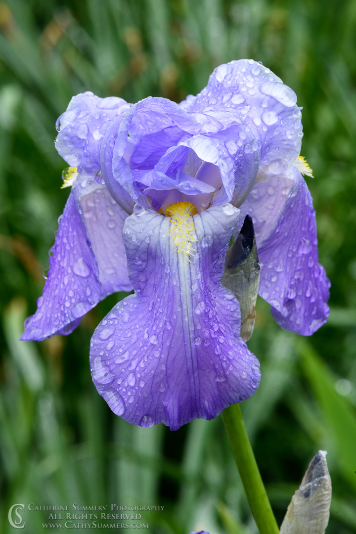 20200506_014: vertical, flowers, bearded Iris, flower, rain drops, spring flowers