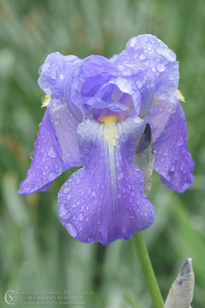 20200506_017: vertical, flowers, bearded Iris, flower, rain drops, spring flowers