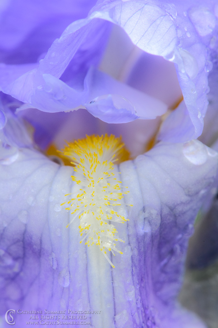 Rain Drops on Bearded iris - Macro