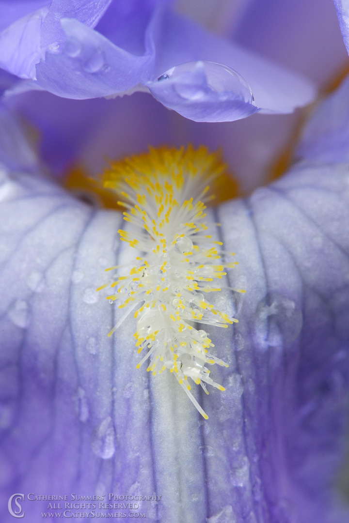 Rain Drops on Bearded iris - Macro