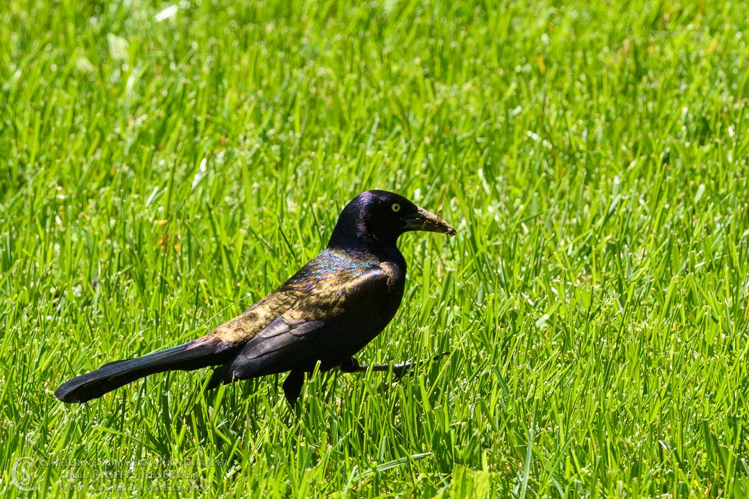 20200507_018: horizontal, grass, bird, cicada, grackle