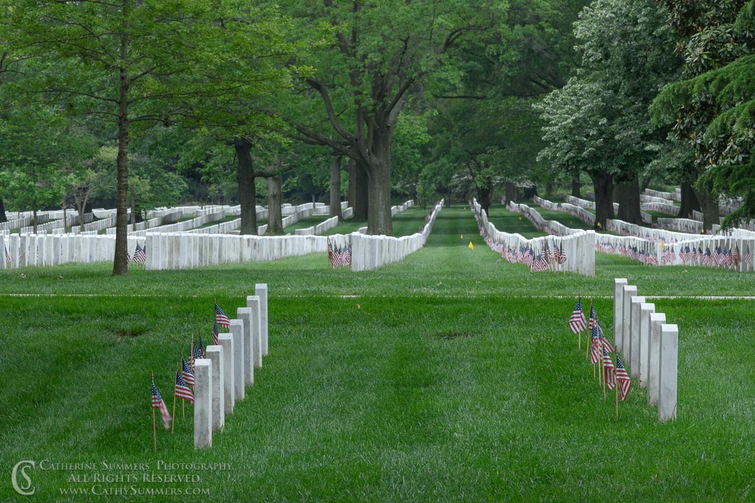 Under the Trees in Arlington