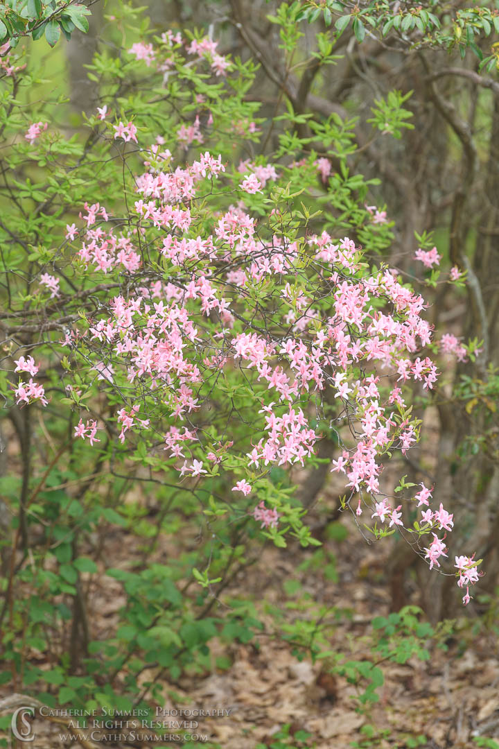 Wild Azalea in Shenandoah National Park