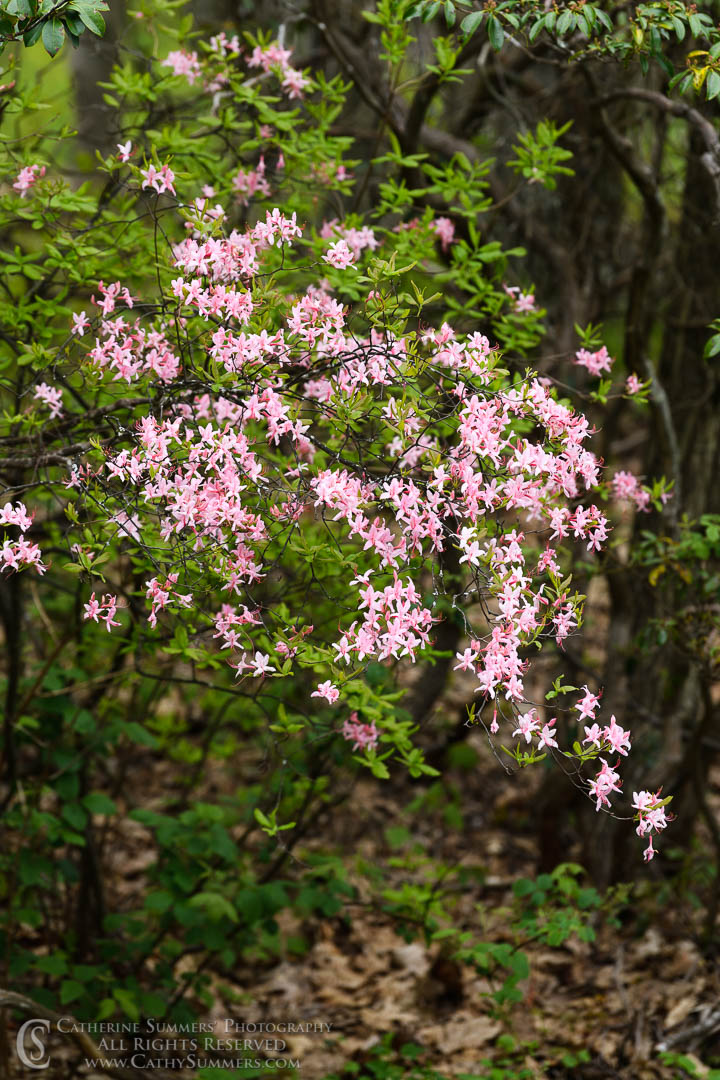 Wild Azalea in Shenandoah National Park