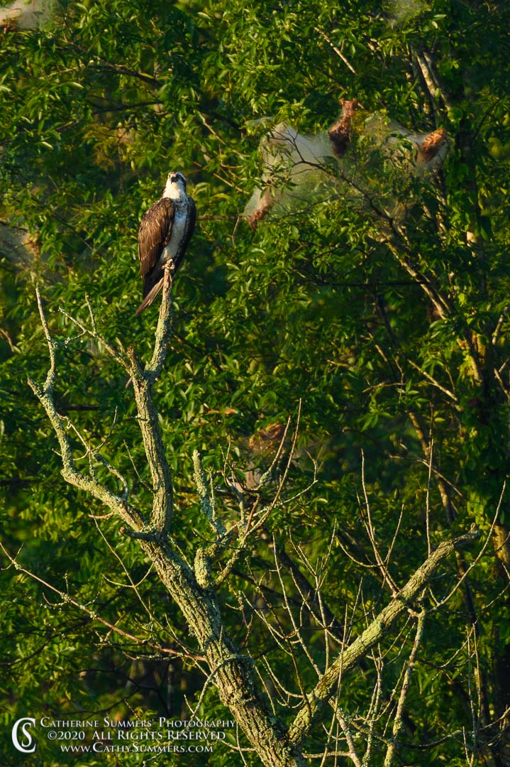 20200805_054: vertical, tree, osprey