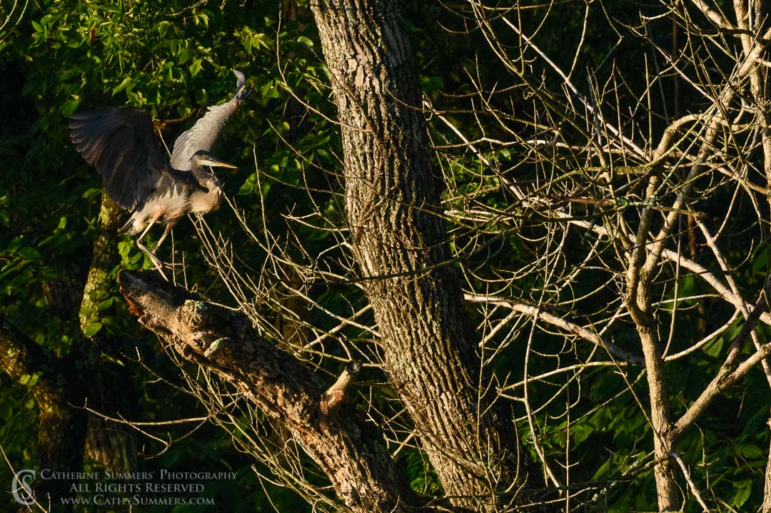 20200805_059: horizontal, tree, Heron