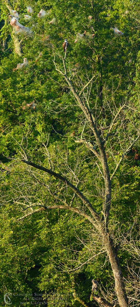 20200805_060: vertical, tree, Heron, osprey