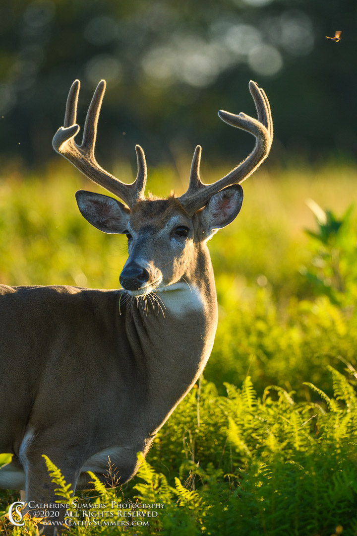 20200830_012: vertical, Shenandoah National Park, summer, White Tailed Deer, backlight, afternoon, Big Meadows, antlers, buck, velvet, whitetailed deer, white-tailed deer, whitetail