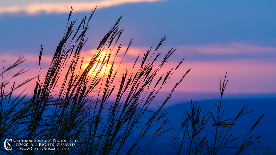 Grass Silhouettte  and a Blue Ridge Sunset