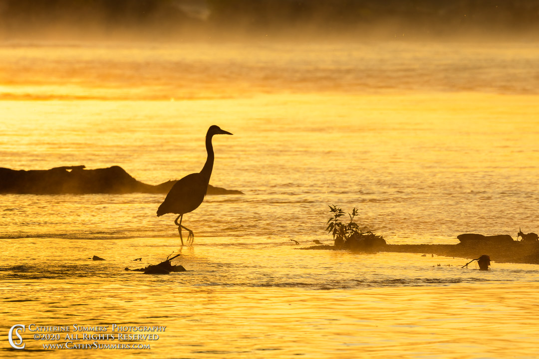 Heron on the Potomac River at Sunrise