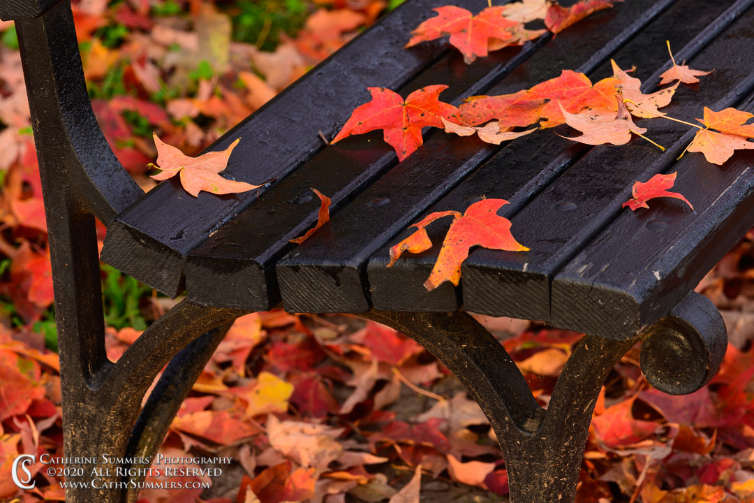Maple Leaves on a Bench