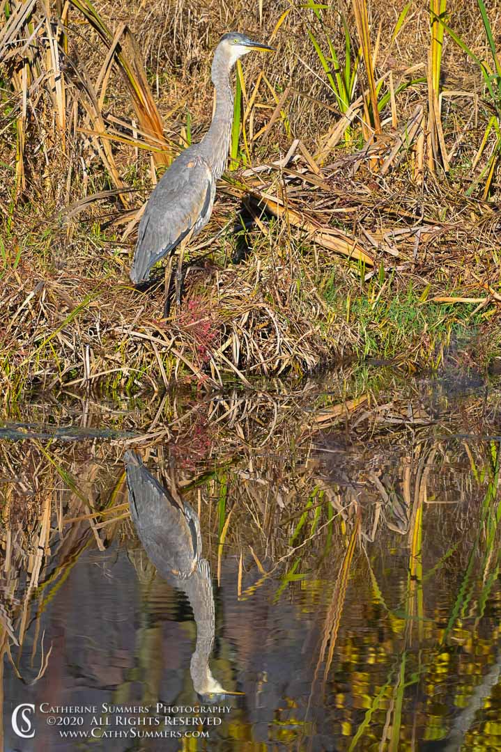 20201109_001: vertical, reflection, grass, pond, lake, Heron, reeds, Sky Meadows