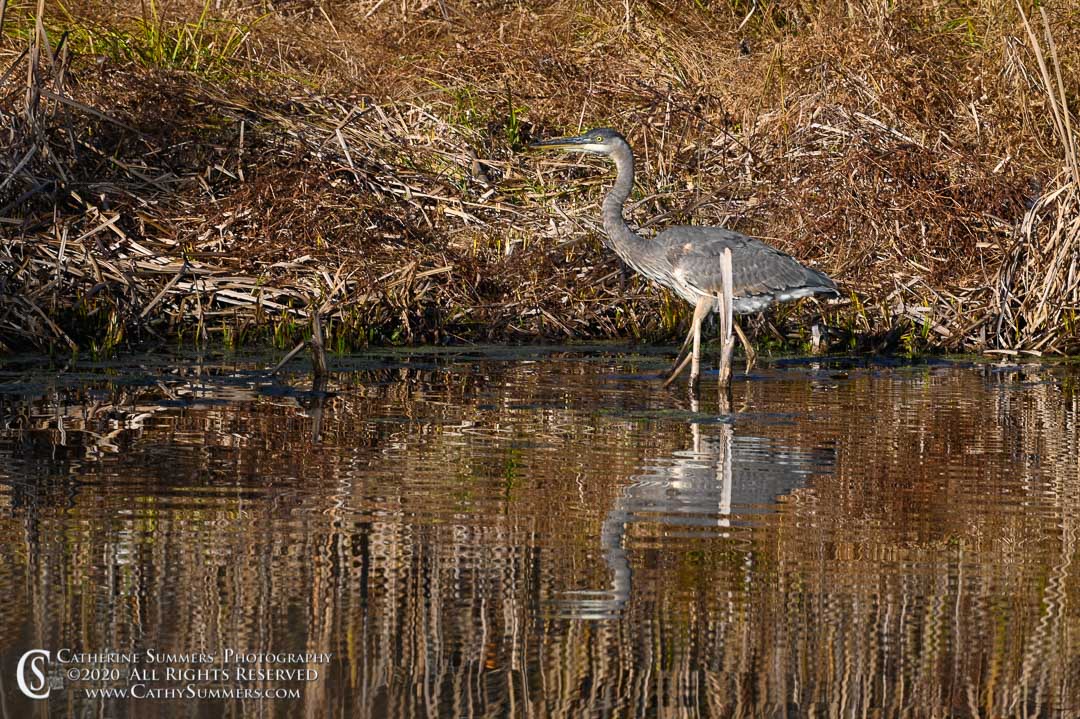 20201109_008: reflection, horizontal, grass, bird, lake, Heron, Sky Meadows, reeeds, wildlife