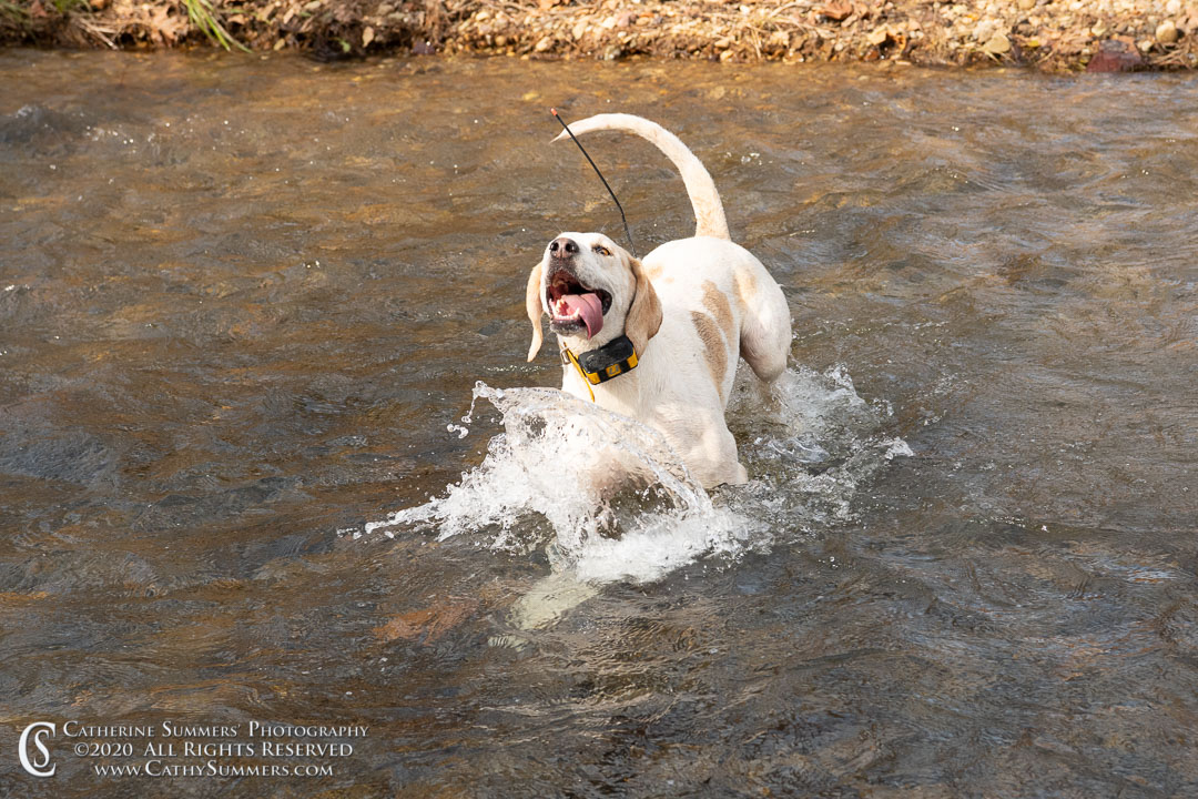 20201121_157: horizontal, hounds, Buck Mountain Creek