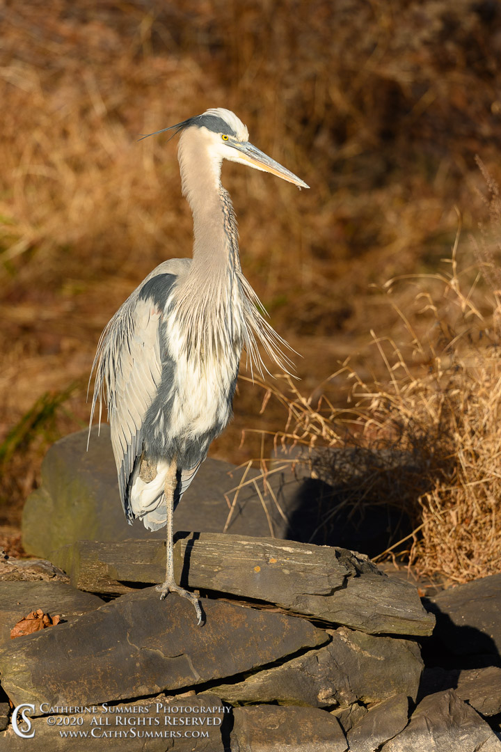 Great Blue Heron Perched on a Wall of the C&O Canal on a Late Autumn Afternoon