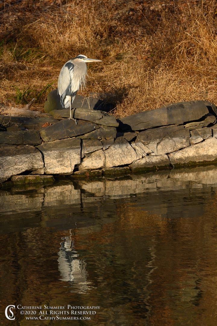 Great Blue Heron Perched on a Wall of the C&O Canal on a Late Autumn Afternoon