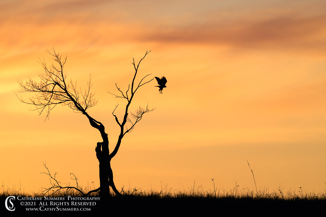 Hawk in a Tree Silhouetted by a Winter Sunset at Big Meadows